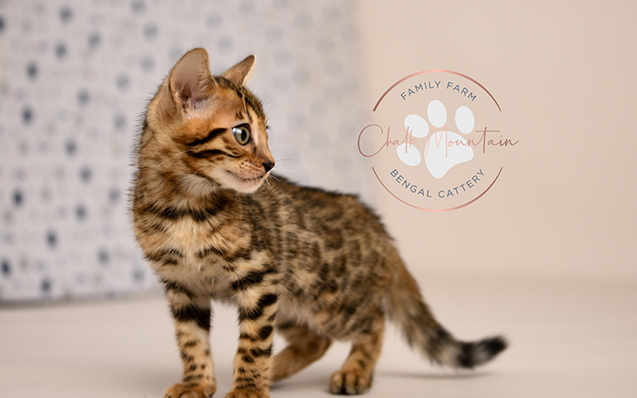 Bengal kitten for sale